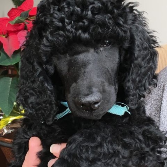 Meet your Posher, Donna - Picture 1 of 1